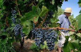 Uvas en campo vitivinicultora